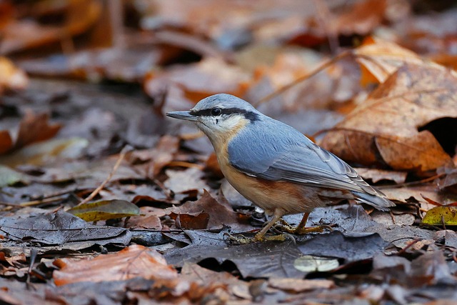 Nuthatch