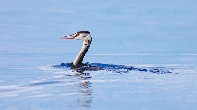 Grebe