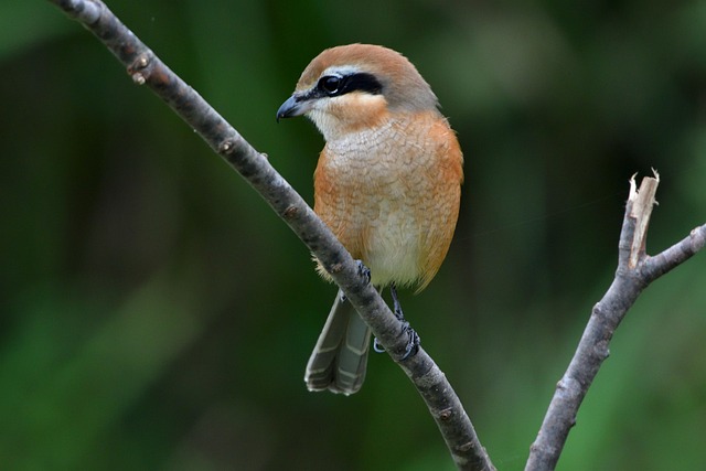 Shrike