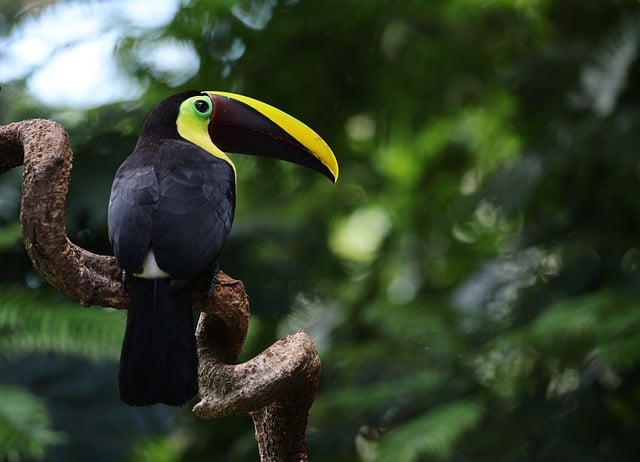 Toucan