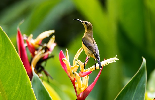 Sunbird