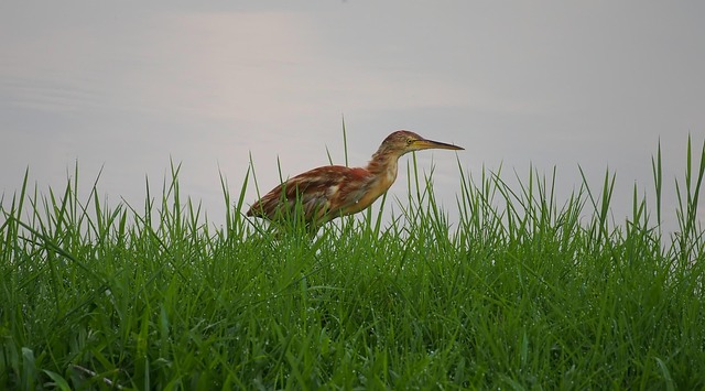 Bittern