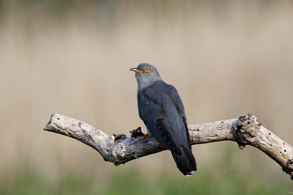 Cuckoo