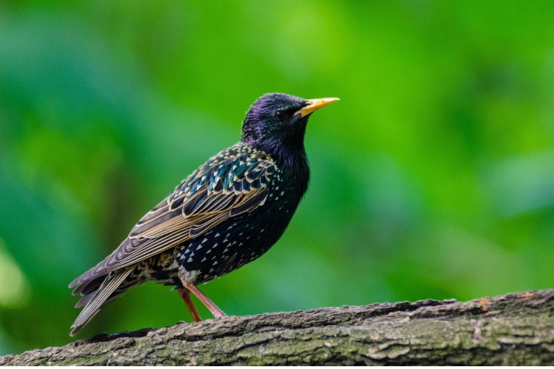 Starling