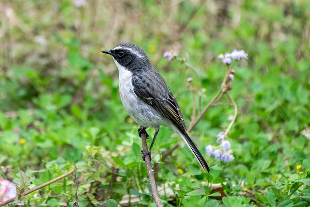 Bushchat