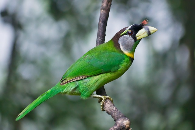 Barbet