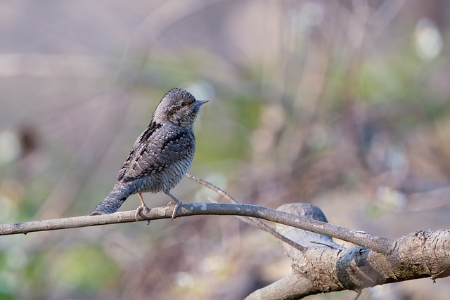 Wryneck