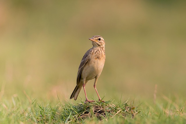 Pipit