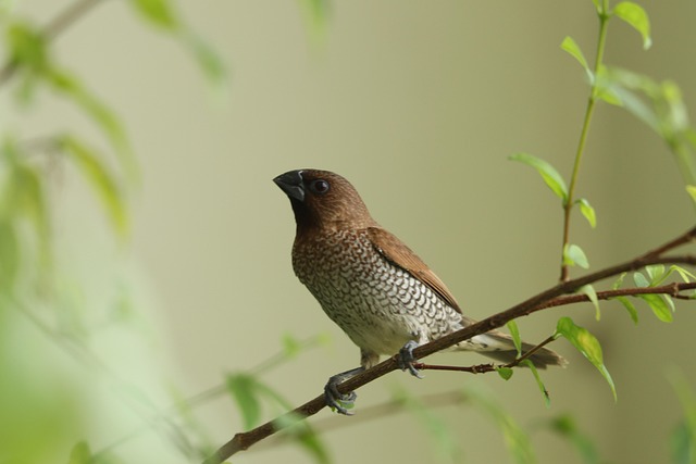 Munia