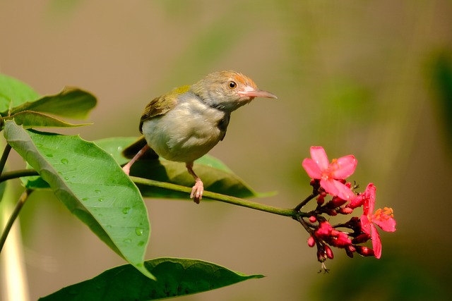 Tailorbird