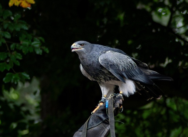 Buzzard