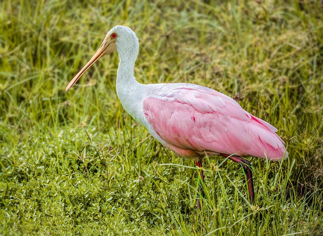 Spoonbill
