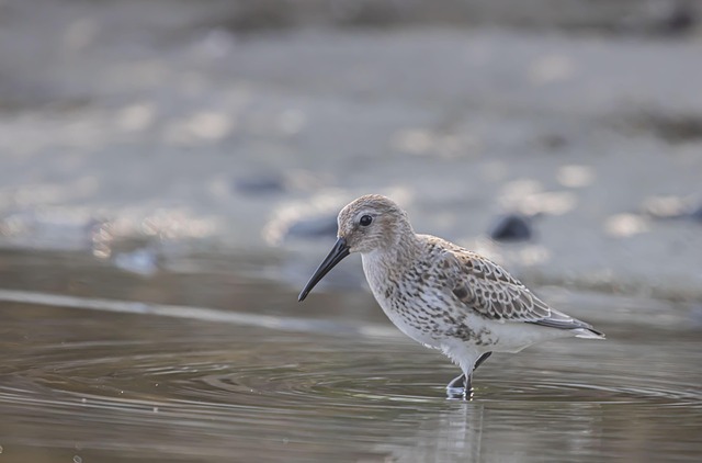 Sandpiper