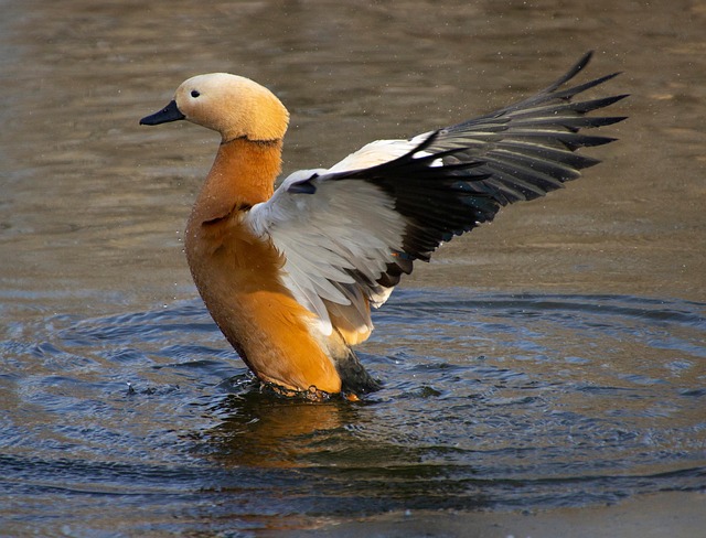 Shelduck