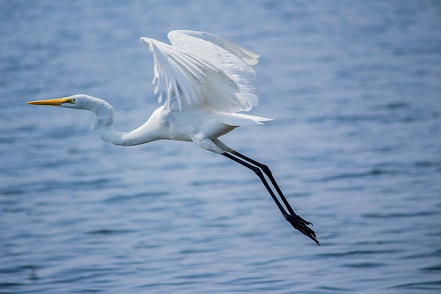 Egret