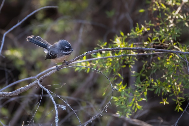 Fantail
