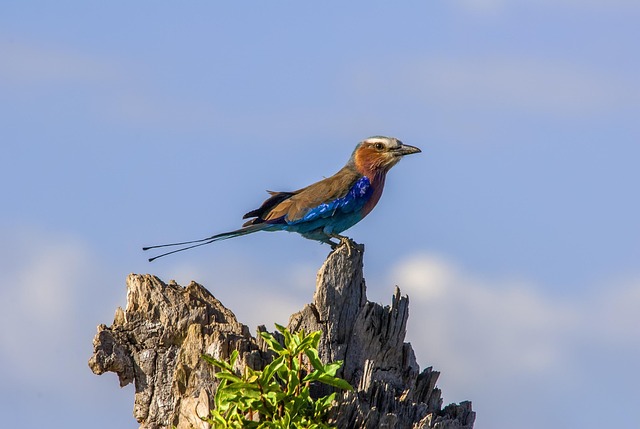 Roller