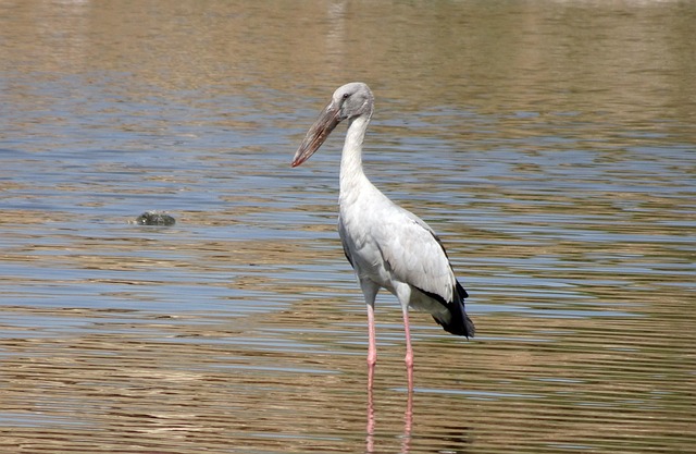 Openbill Stork