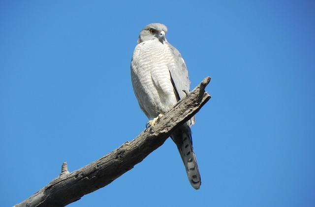 Shikra