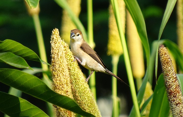 Silverbill