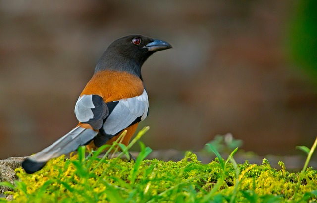 Treepie