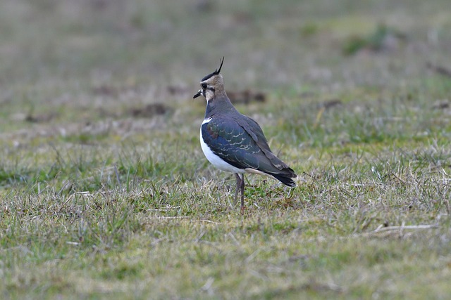 Lapwing