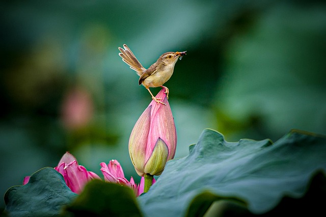 Prinia