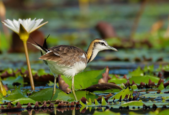 Jacana