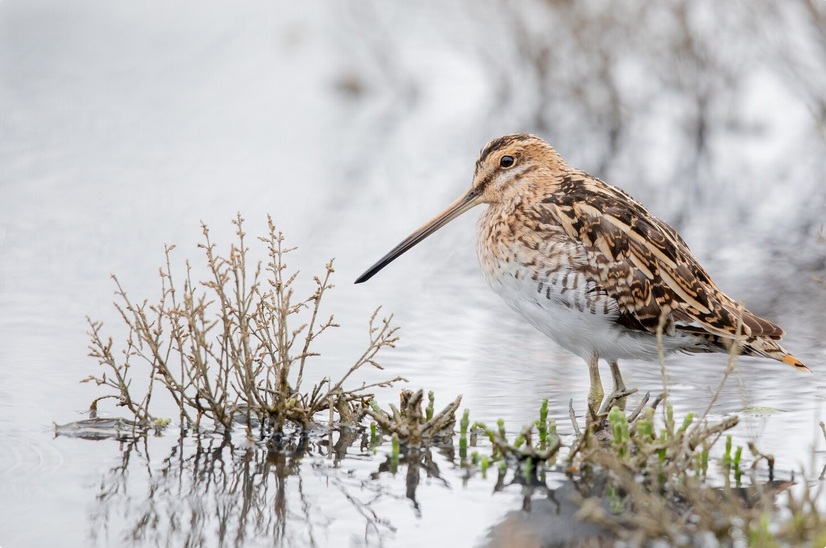 Snipe