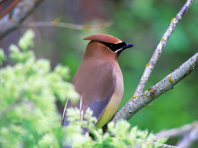 Waxwing