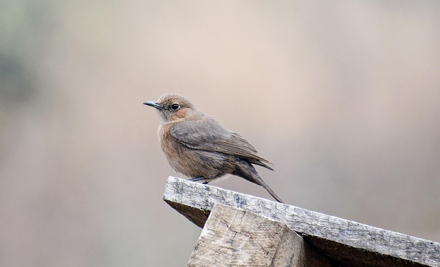 Wren