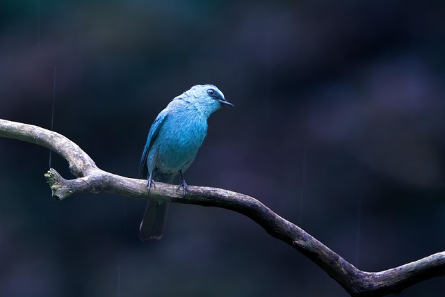 Flycatcher