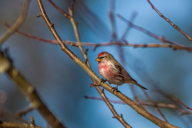 Redpoll