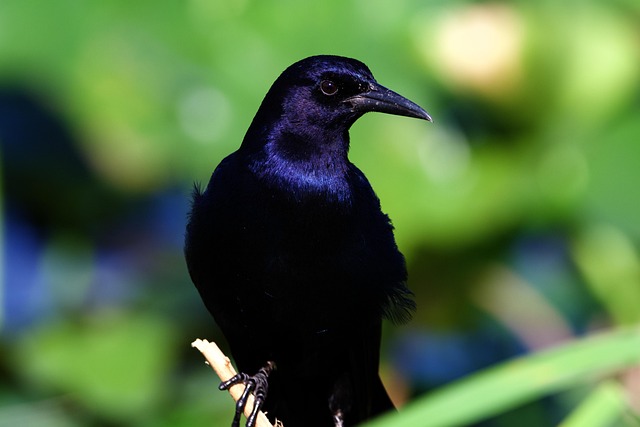 Grackle