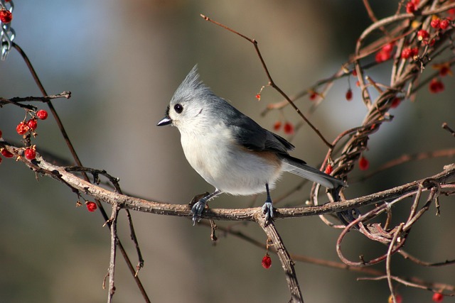 Titmouse