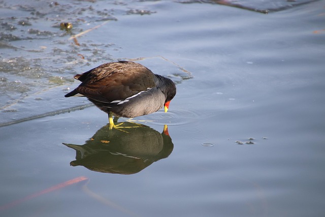 Watercock
