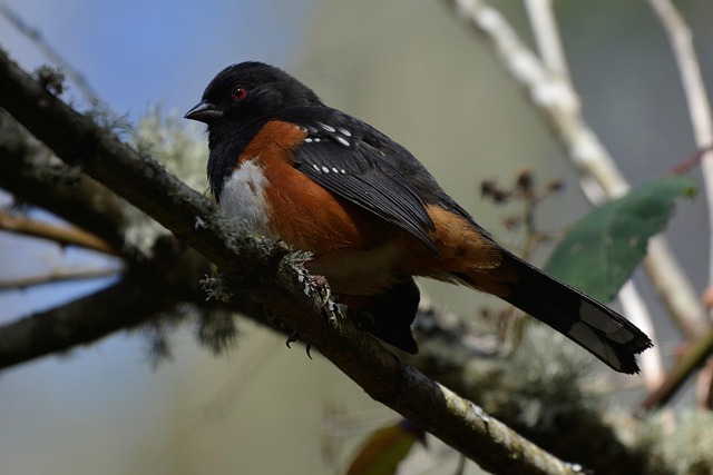 Towhee