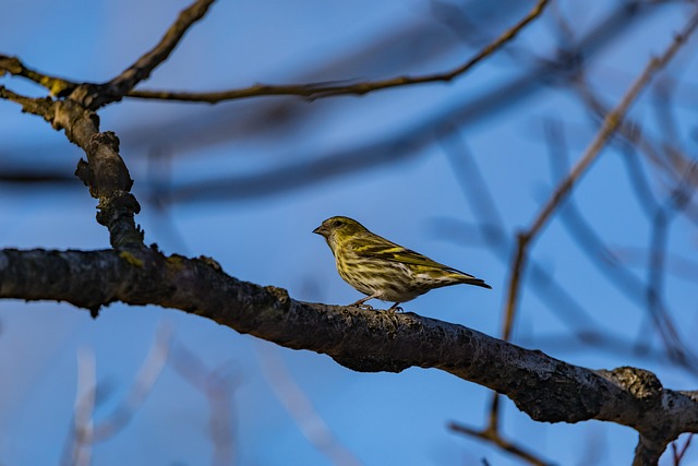 Siskin