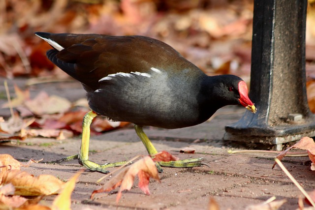 Moorhen