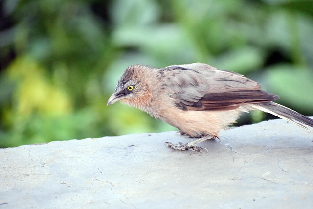 Babbler