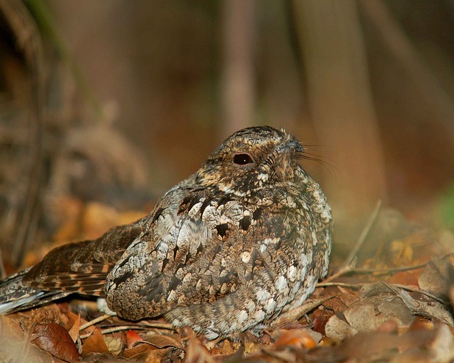 Nightjar