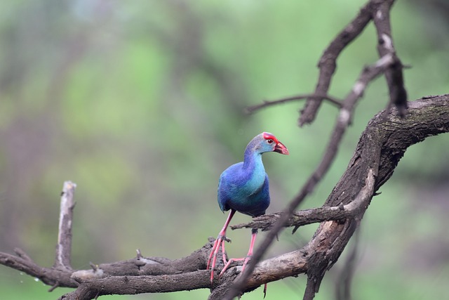 Swamphen