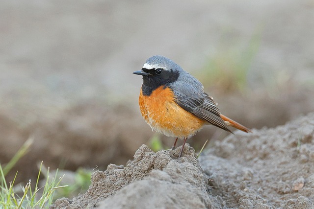 Redstart