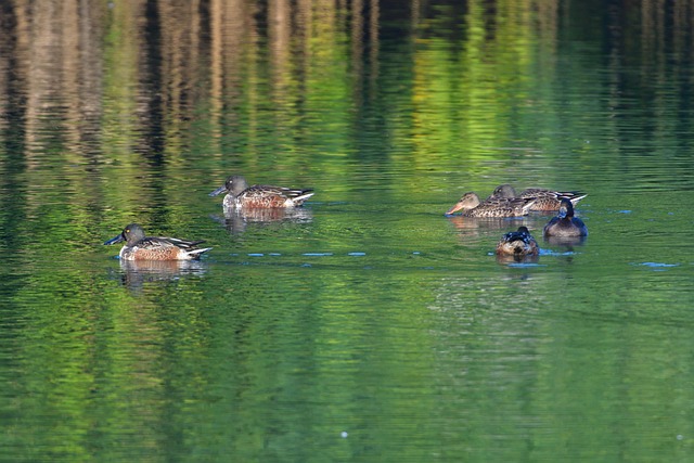 Shoveler