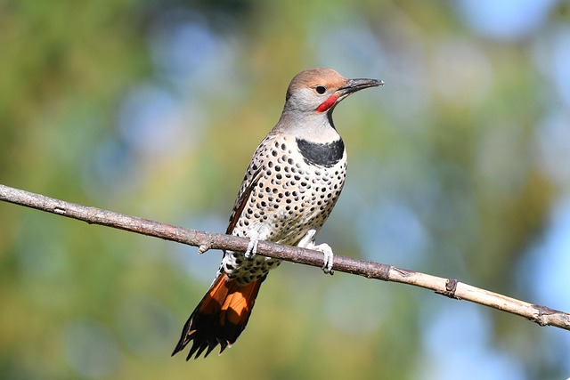 Flicker