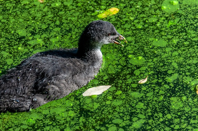 Coot