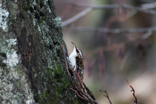 Treecreeper