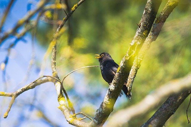 Blackbird