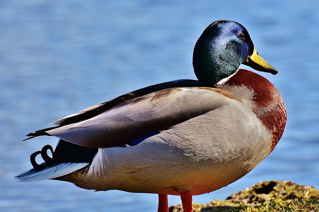 Mallard