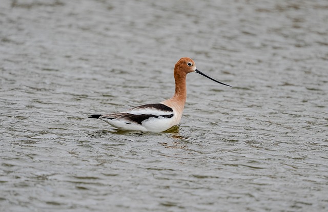 Avocet